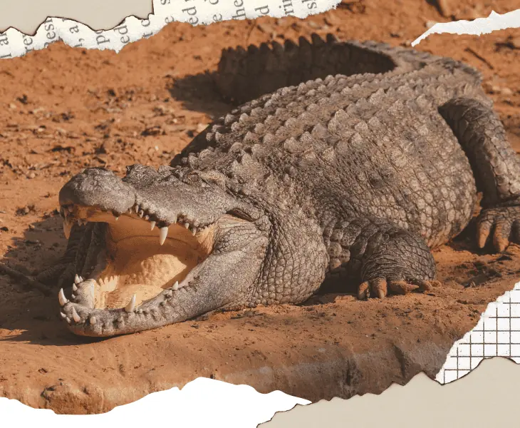 how long can an alligator live