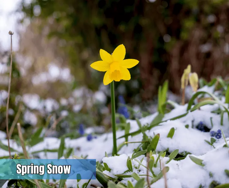 the impacts of spring snow on natureQ