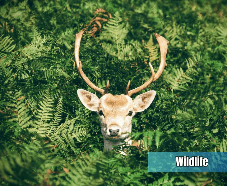 impacting on wildlife