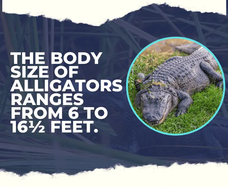 the wonderful alligators