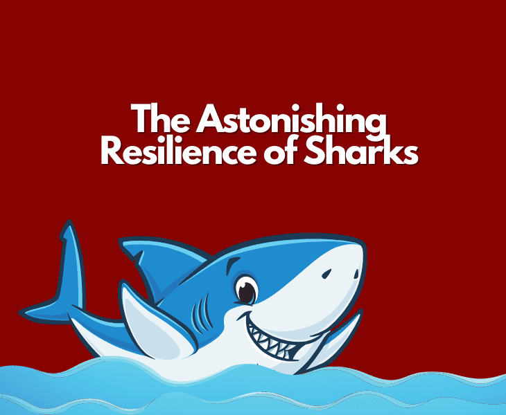the astonishing resilience of sharks