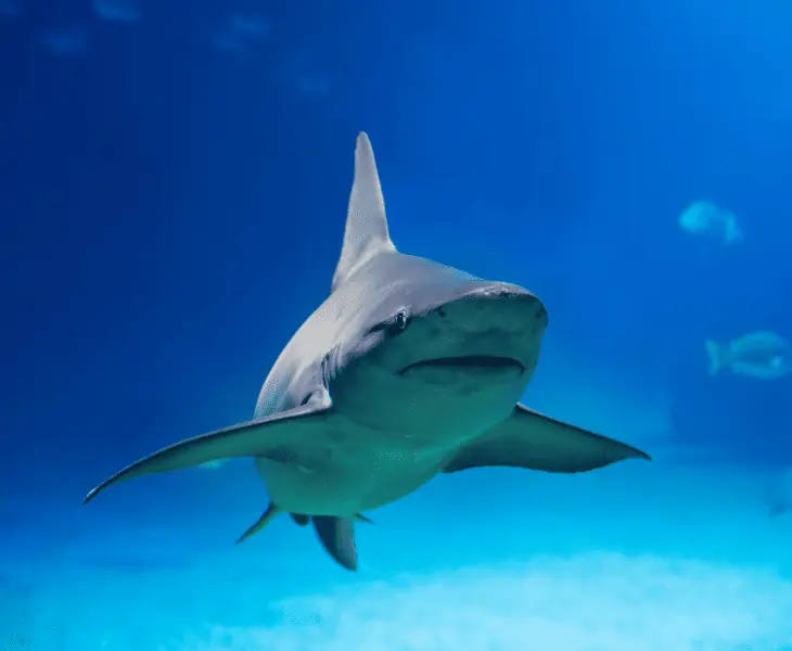 species of sharks living in volcanoes