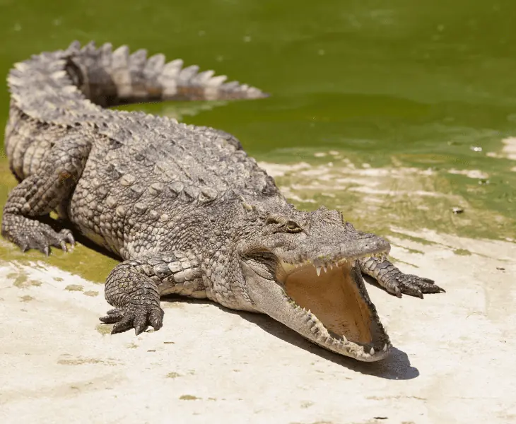what is the concept of brumation?