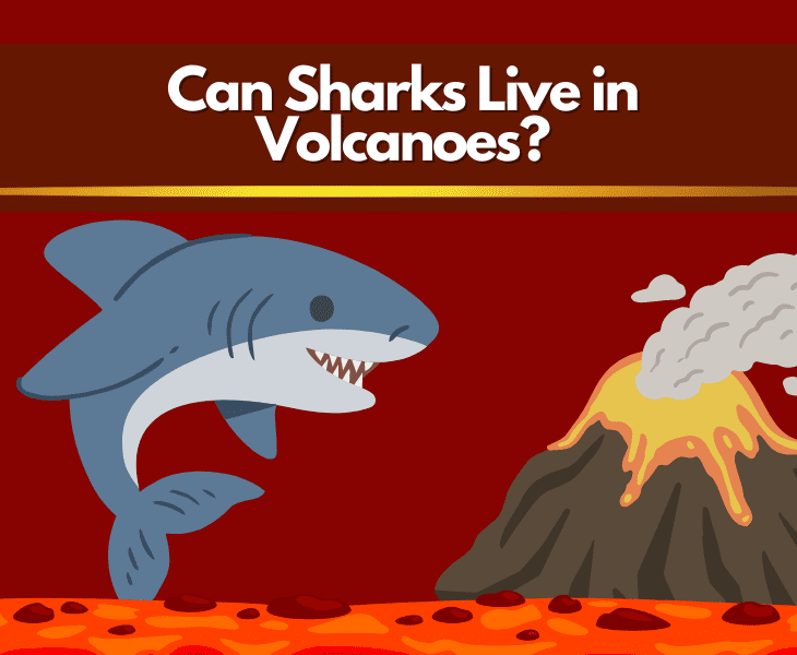 can sharks live in volcanoes