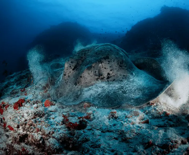 evidence of other species living in volcanoes
