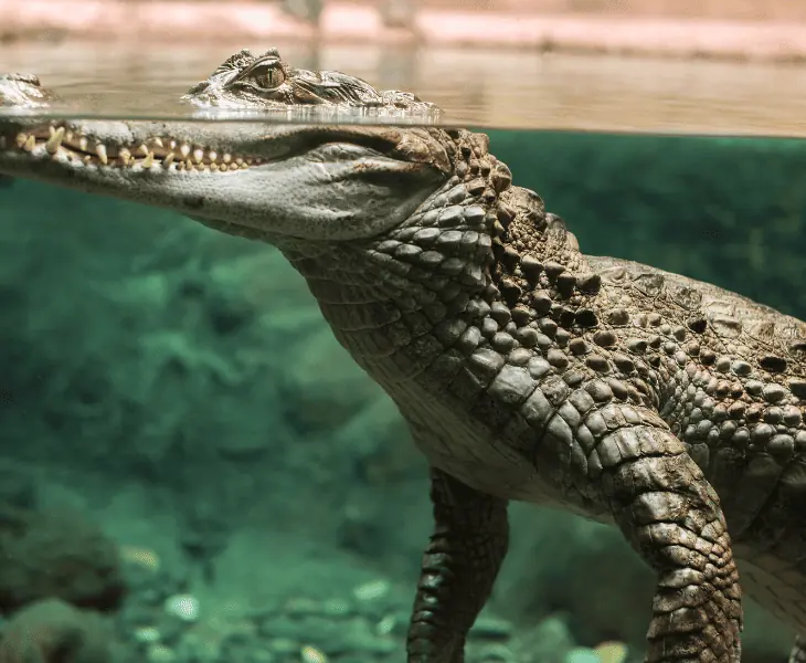 alligators are warm-water refuges