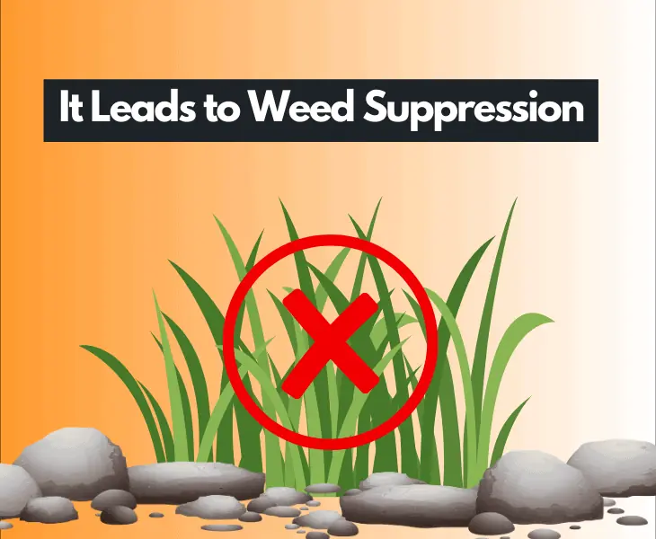 it leads to weed suppression