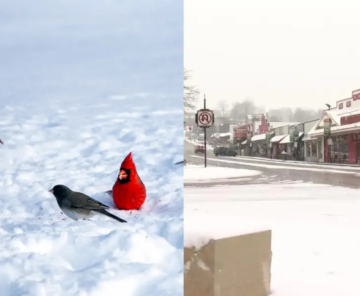 branson weather compared to country's