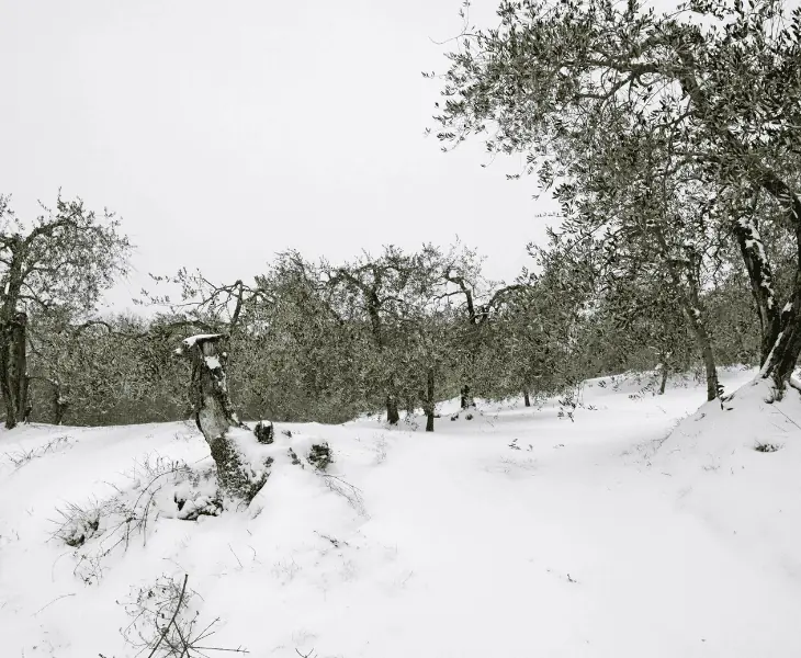 amount of snow in tuscany