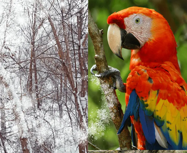 how frequent is the snow in honduras