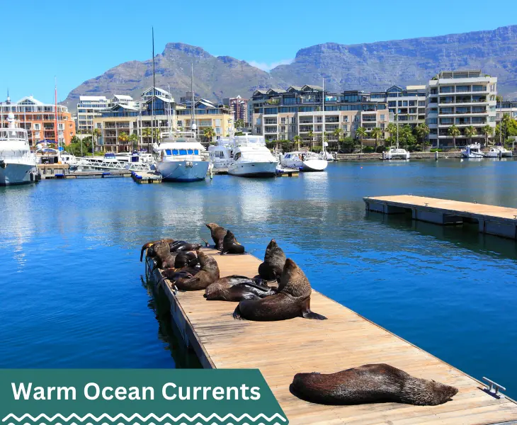 warm ocean currents in cape town