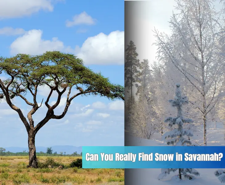 what winter in savannah looks like