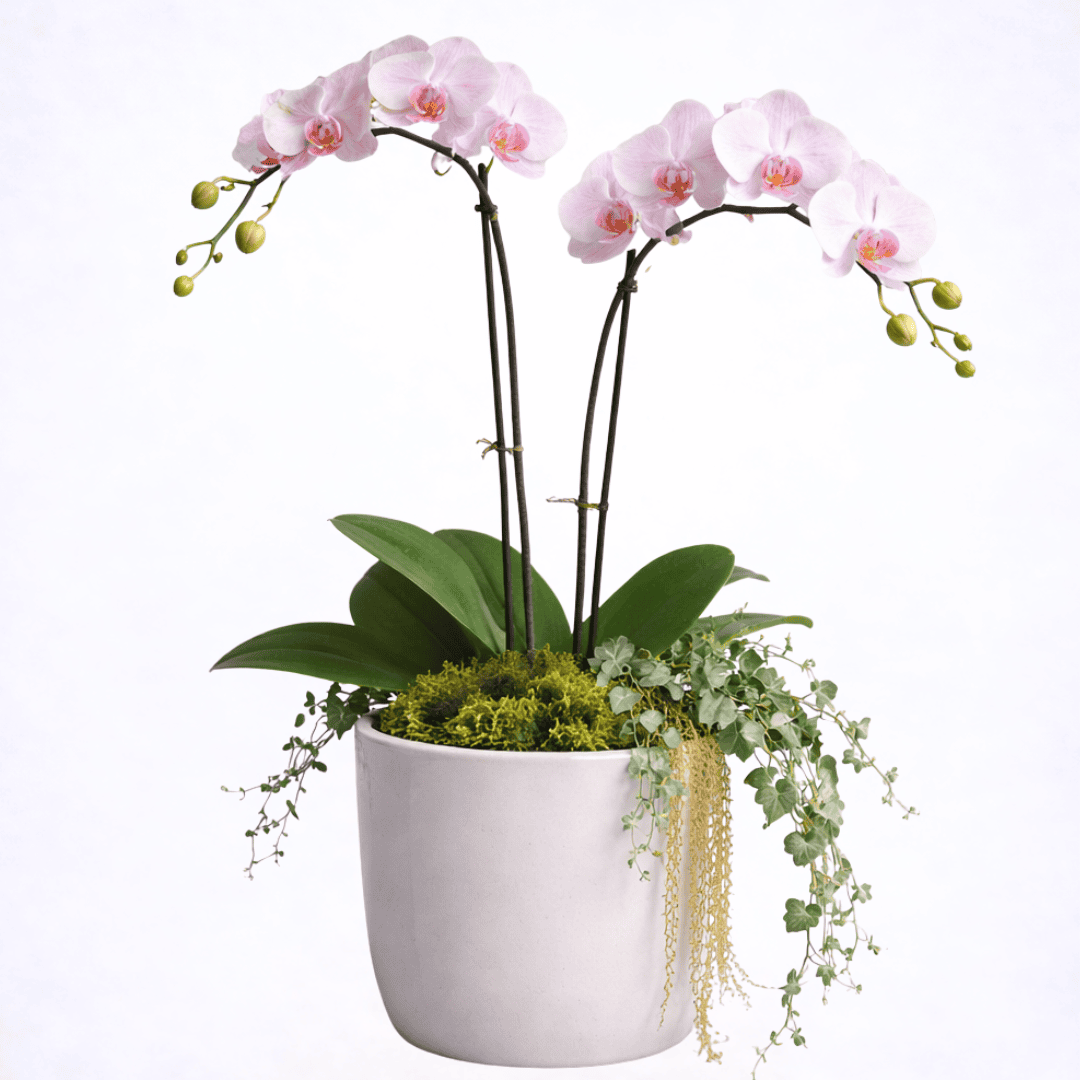 orchids in ceramic pot