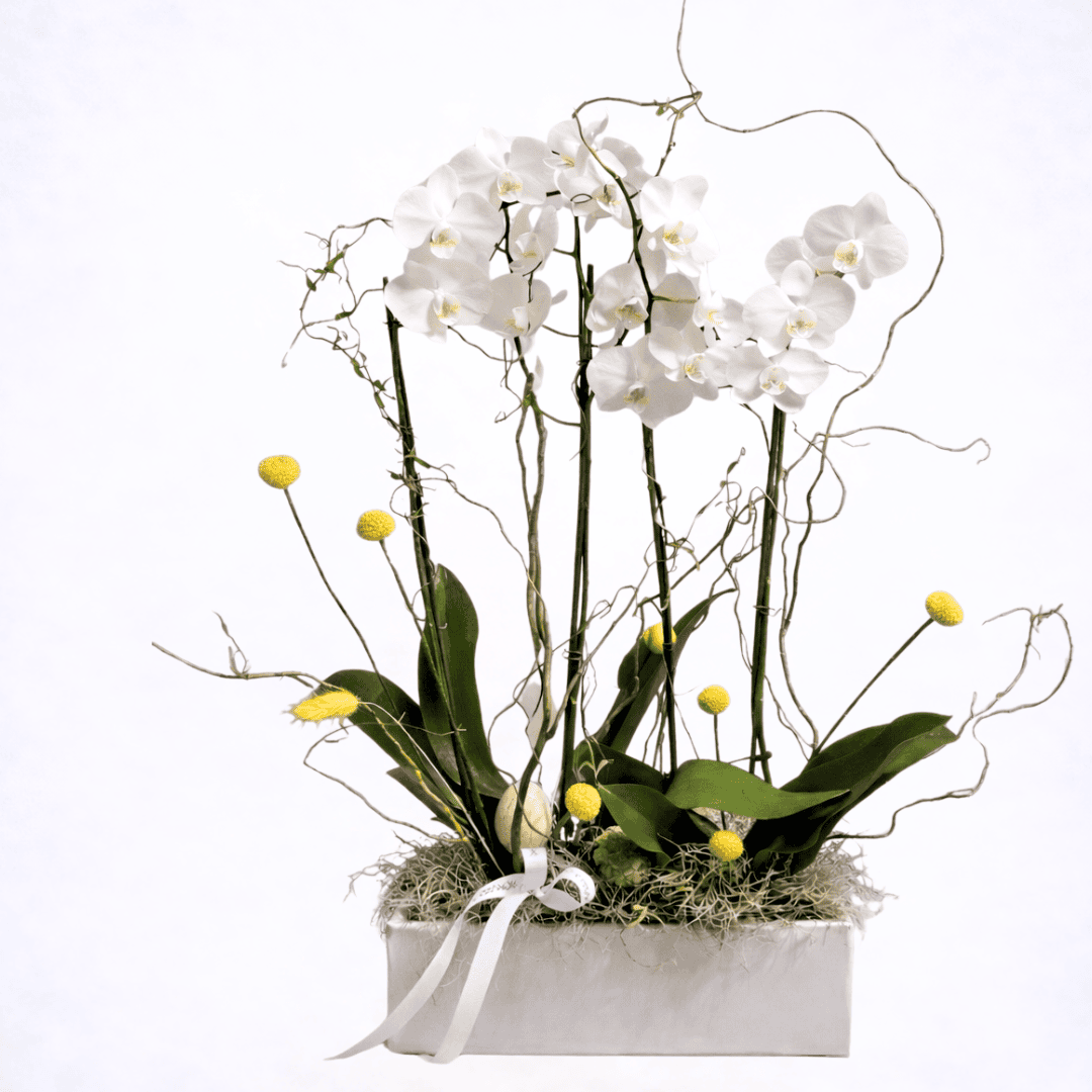 orchids in ceramic pot