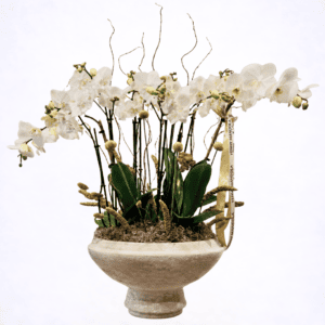 Orchids