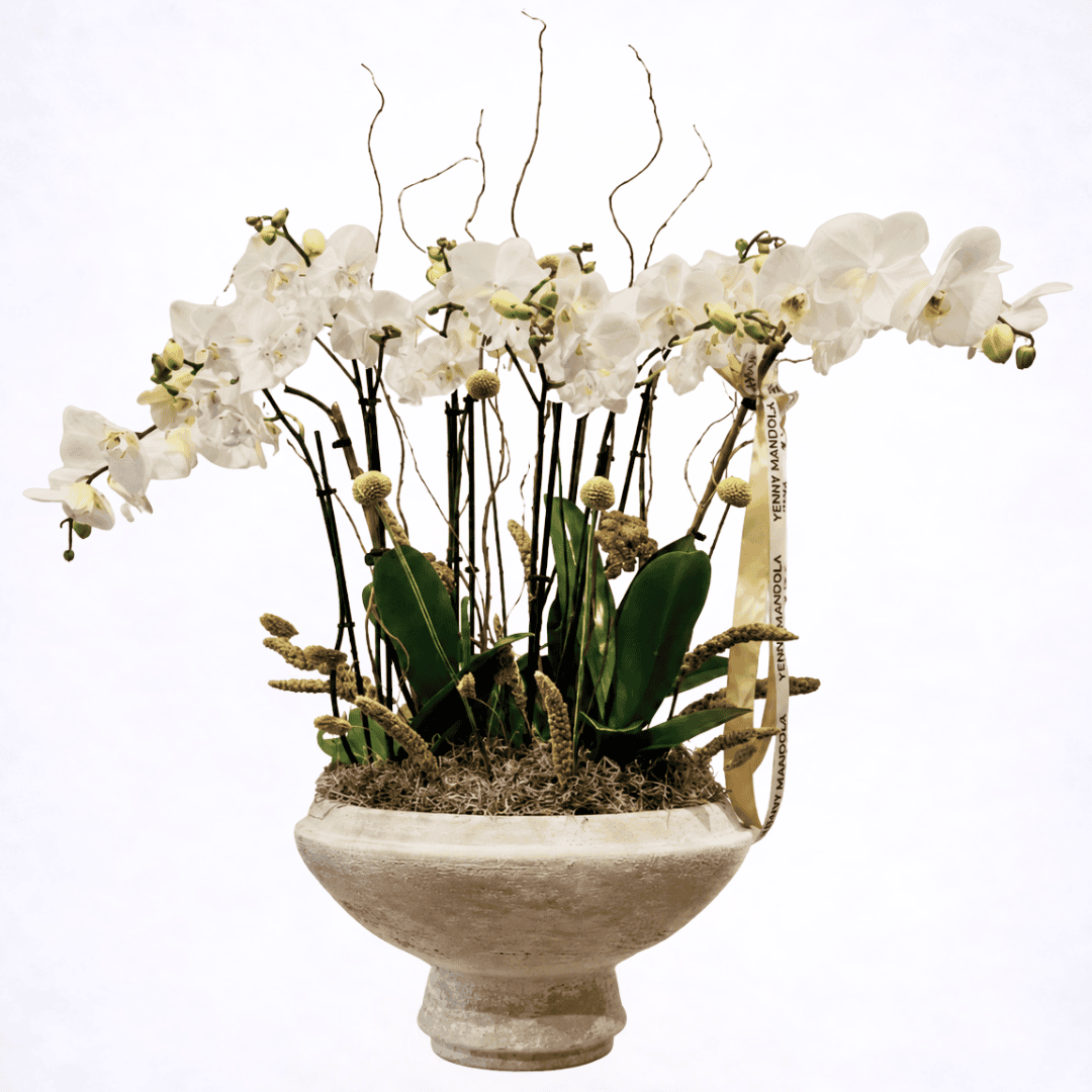 orchids in ceramic pot