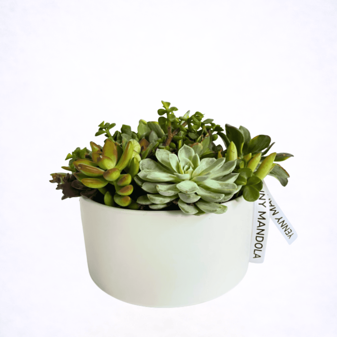 Luxury succulent arrangement in modern ceramic planter by Yenny Mandola Florals