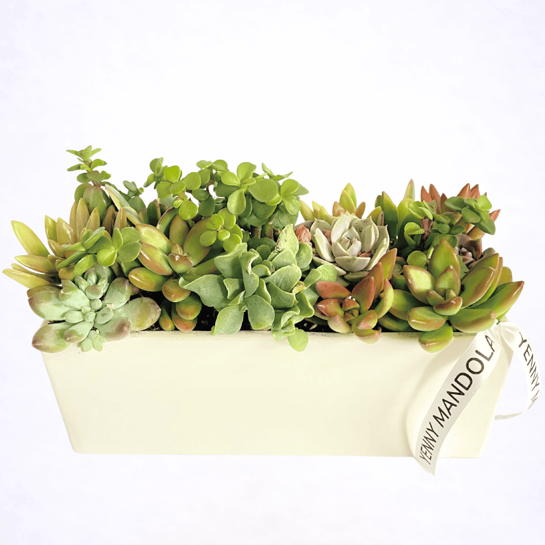 Luxury succulent arrangement in modern ceramic planter by Yenny Mandola Florals