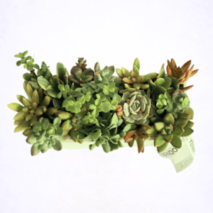 Living Plants & Succulents