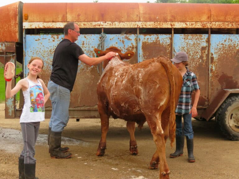 Young Canadians for Resources: kids bathing cow on farm, promoting sustainable natural resources and agricultural education.