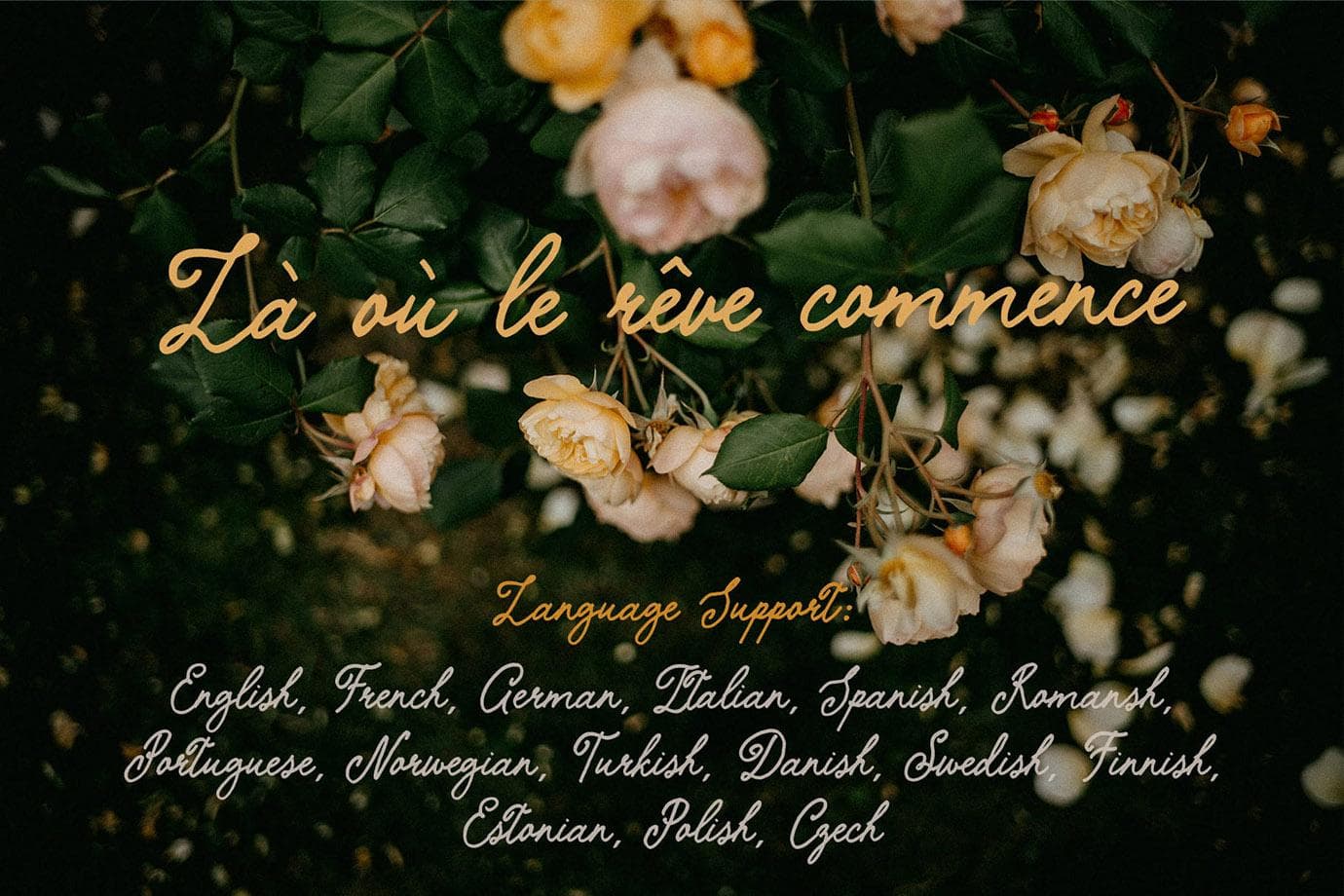 The Softed Touch — Elegant Vintage Script Font for Modern Design - Image 11