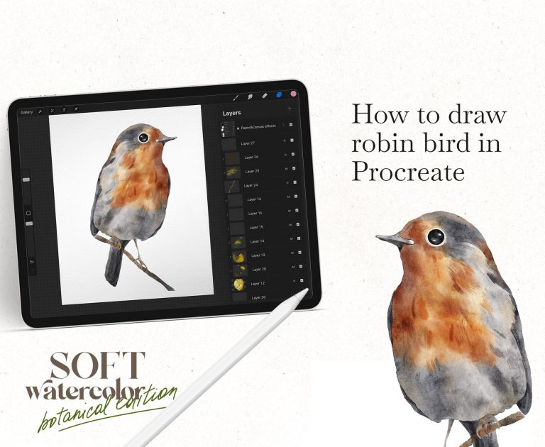 How to draw watercolor robin bird in Procreate