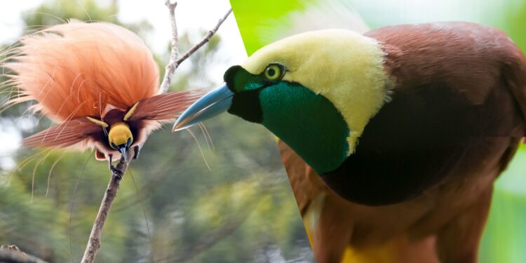 Paradijsvogels (ter illustratie)