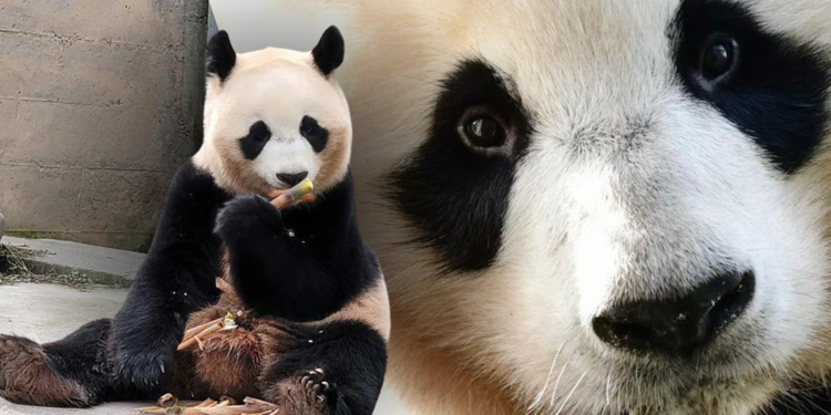 Reuzenpanda Fan Xing in China