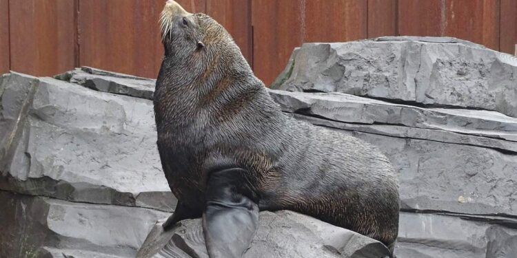 Zuid-Amerikaanse zeebeer Gonzo in Wildlands Emmen Beeld: Wildlands