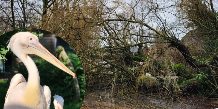 De omgevallen wilg en één van de pelikanen van BestZoo / Beeld: BestZoo