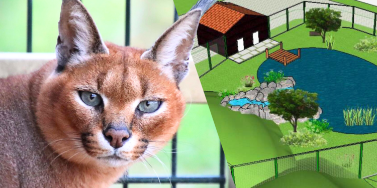 Noord-Hollands dierenpark verwelkomt Afrikaanse katachtige: nieuw verblijf in aanbouw