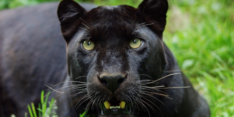 Zwarte panter / Beeld ter illustratie