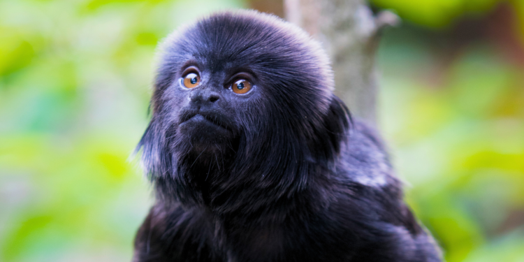 Springtamarins