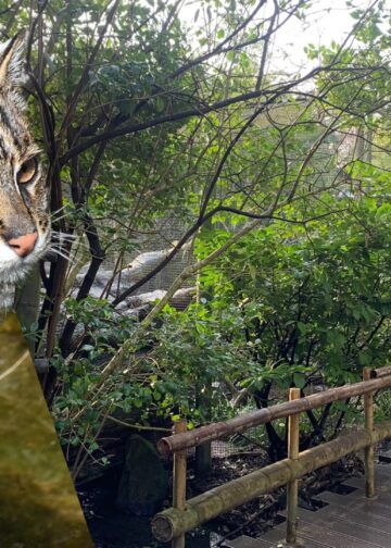 Blijdorp-directeur niet tevreden met vissende kattenverblijf: ‘blijft een hok’