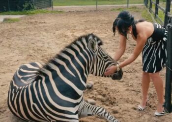 Realityster toont privécollectie exotische dieren in nieuwe Videoland-serie