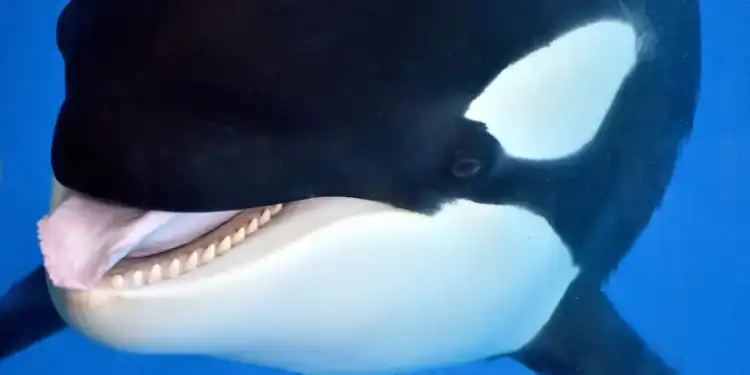 Beeld: SeaWorld