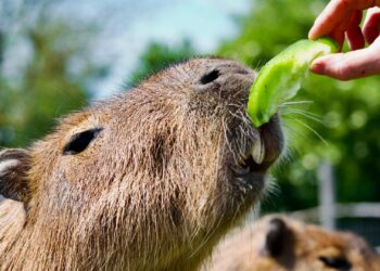 Engeland krijgt eerste capibara café: opening dit jaar