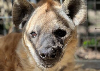 Bijna alle hyena’s overleden in Diergaarde Blijdorp