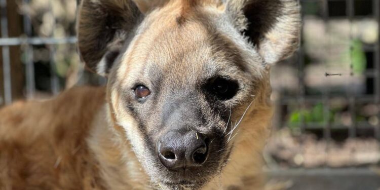 Overleden hyenaman Karoi / Beeld: Diergaarde Blijdorp