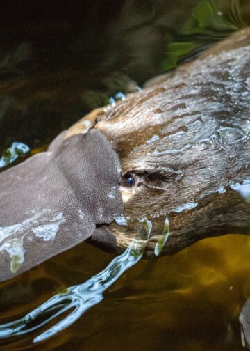Vogelbekdieren komen mogelijk naar Europa: twee dierentuinen azen op primeur