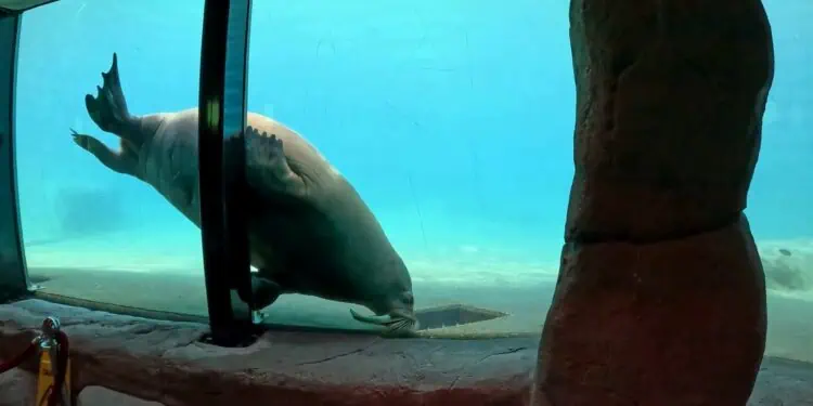 Beeld: Zoo Inside