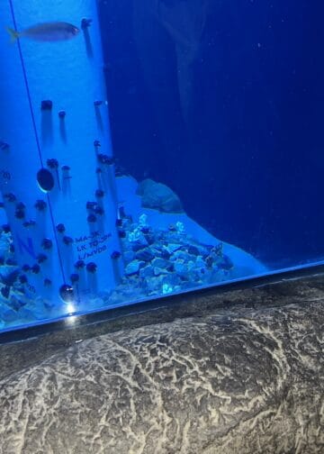 Zeewater lekt uit groot aquarium in Oceanium van Diergaarde Blijdorp