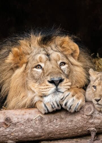 Aziatische leeuw eet eigen welp op in Duitse dierentuin: ‘Geen resten gevonden’