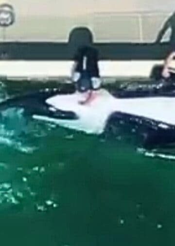 Verzorger masturbeert orka in gesloten Franse dierentuin: ‘Het is een noodsituatie’