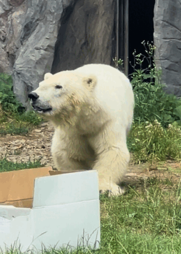 Misgroeide ijsbeer Antonia gestorven: oudste in Europese dierentuin