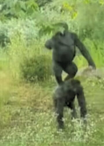 Gorilla’s uit Burgers’ Zoo omzeilen stroomdraad en klimmen op creatieve wijze boom in