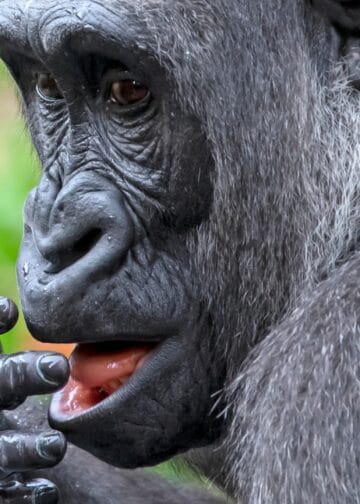 Bekende dierentuin verzamelt vingerafdrukken van bezoekers: overheid grijpt in