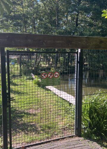 Verblijf van ringstaartmaki’s in Limburgs dierenpark blijft definitief gesloten