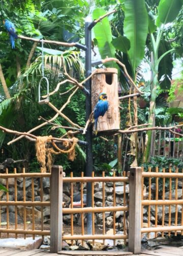 Dit bekende vakantiepark is nu ook een dierentuin: ‘We willen binturongs’