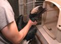 Inval bij Brabantse handelaar: neushoornvogels en honderden andere vogels in beslag genomen